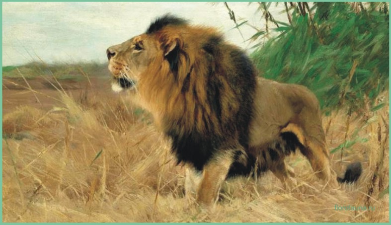 Берберийский лев