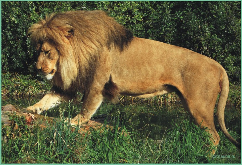 Восточноафриканский лев